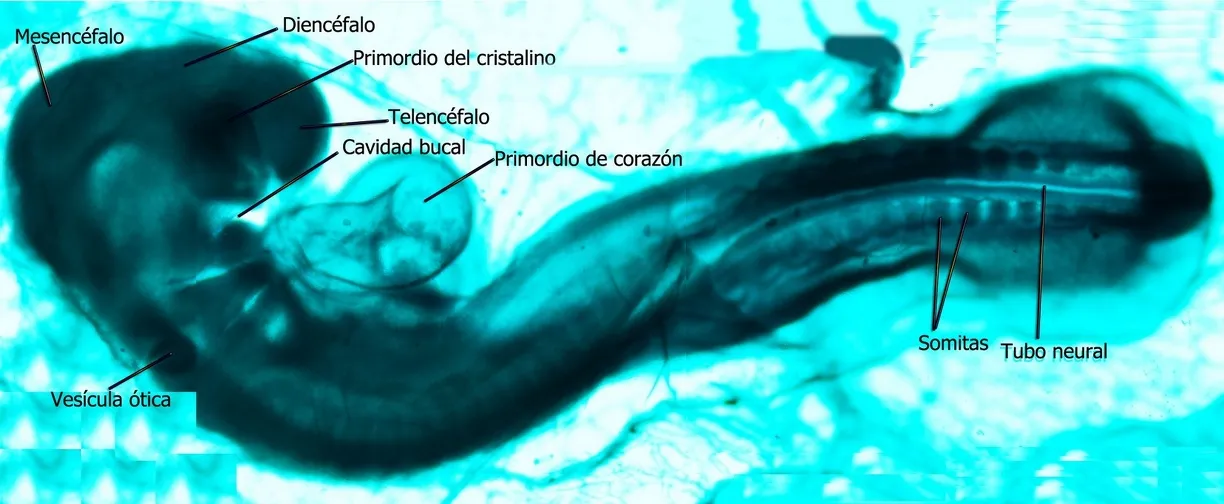 Foto 7 - El &eacute;xito internacional de la galer&iacute;a de Biolog&iacute;a de la USAL: alcanza los 90 millones de visualizaciones