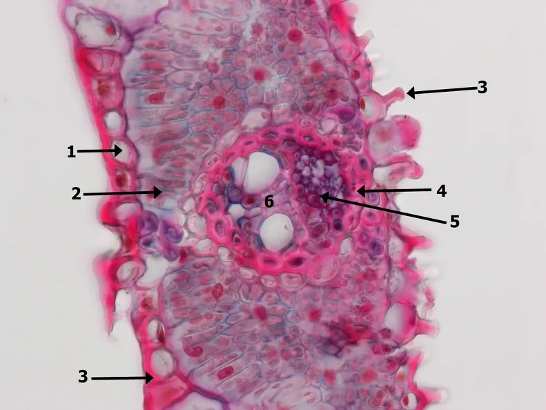 Foto 5 - El &eacute;xito internacional de la galer&iacute;a de Biolog&iacute;a de la USAL: alcanza los 90 millones de visualizaciones