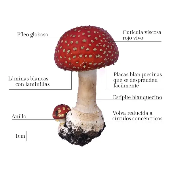 Foto 2 - El &eacute;xito internacional de la galer&iacute;a de Biolog&iacute;a de la USAL: alcanza los 90 millones de visualizaciones