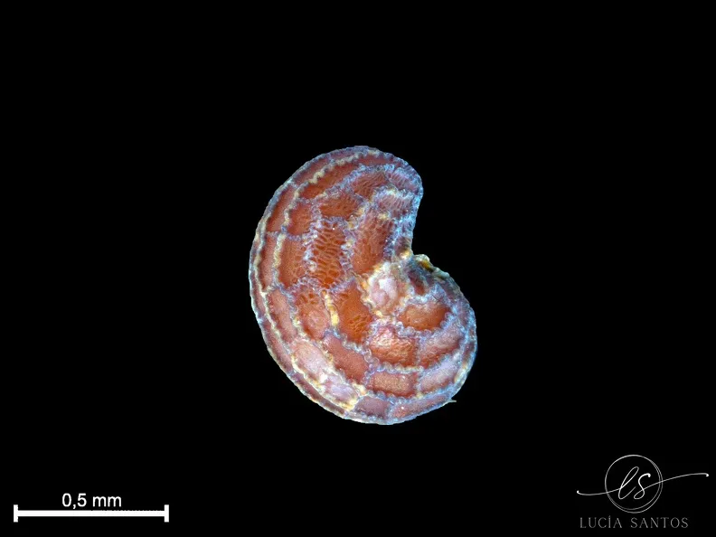 Foto 4 - El &eacute;xito internacional de la galer&iacute;a de Biolog&iacute;a de la USAL: alcanza los 90 millones de visualizaciones