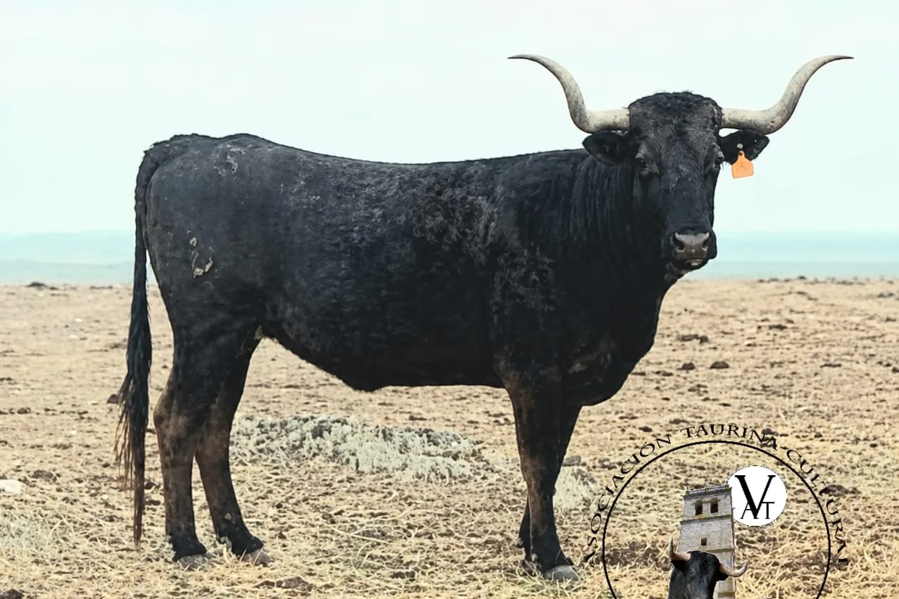 Toro de Cajón en Vitigudino: Jaqueta cierra el cartel