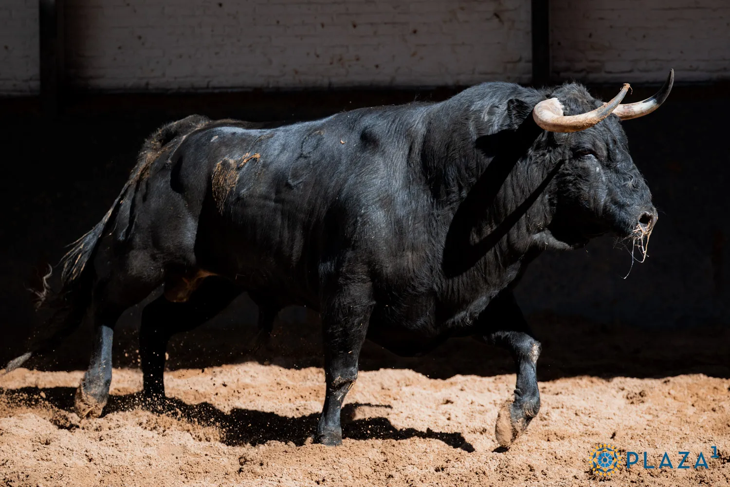 FOTOS: Plaza 1 - Las Ventas