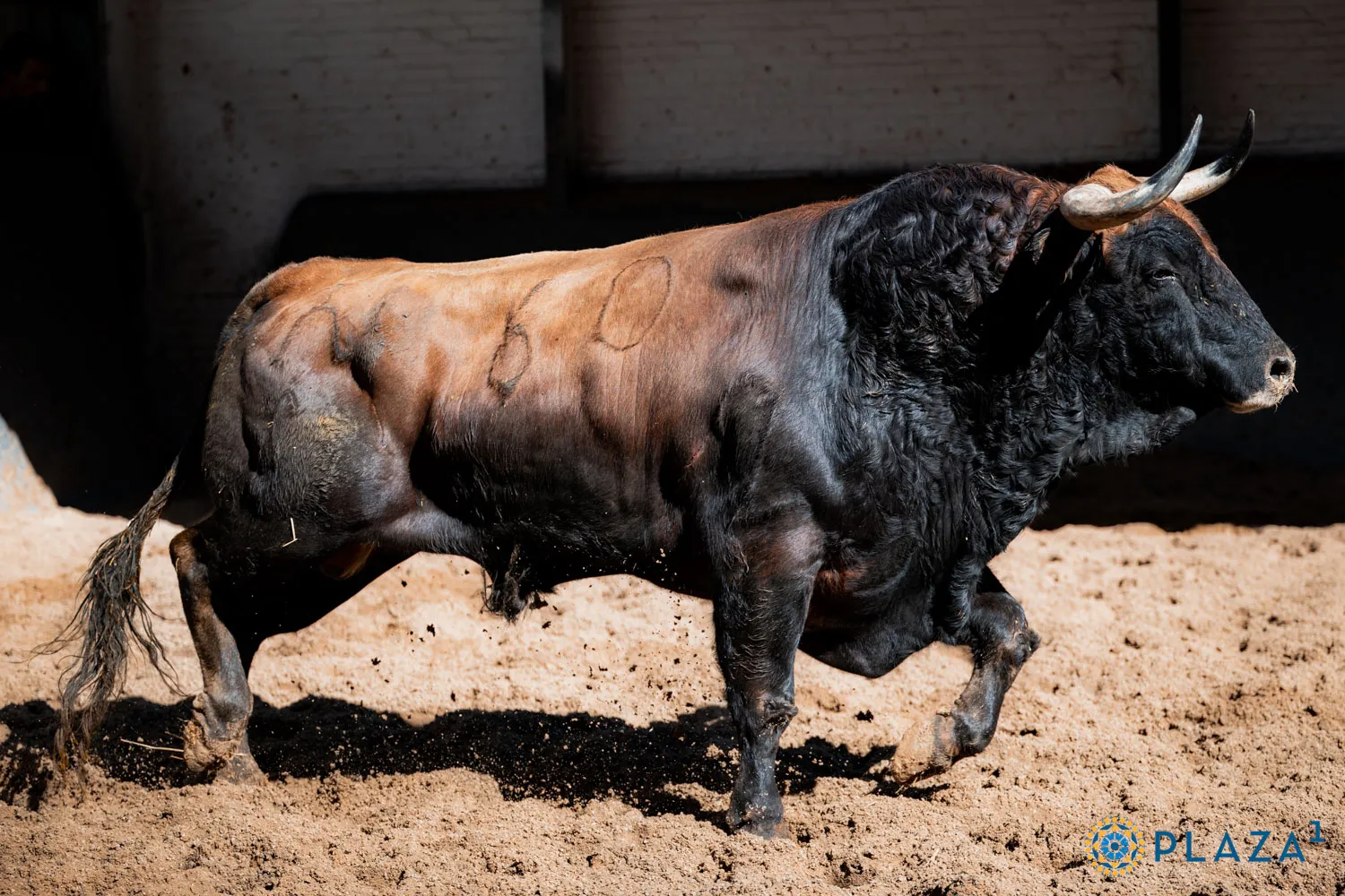 FOTOS: Plaza 1 - Las Ventas