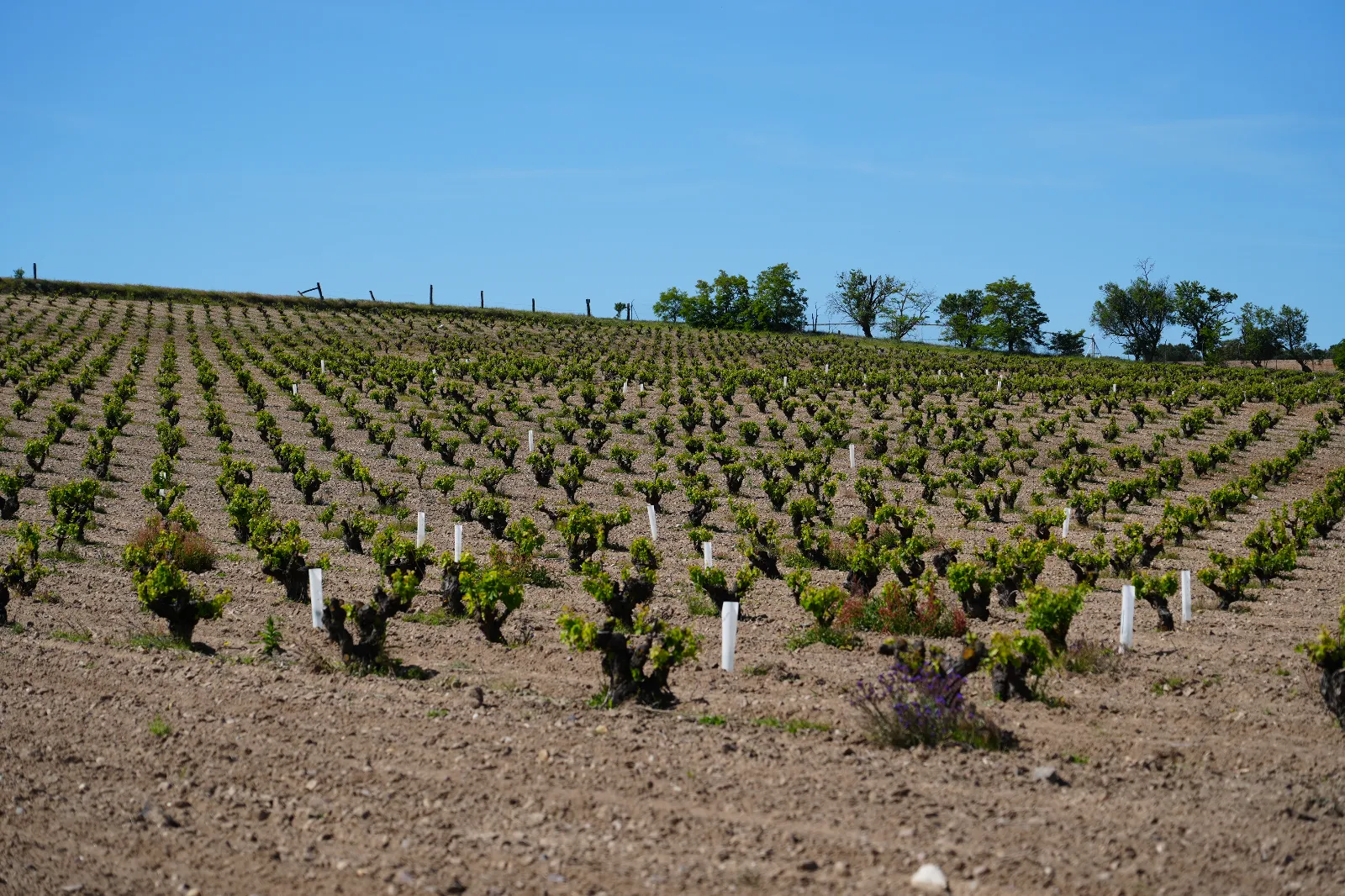 El paisaje hecho enoturismo: la Ruta del Vino de Rueda dibuja el gran mapa del viñedo singular español