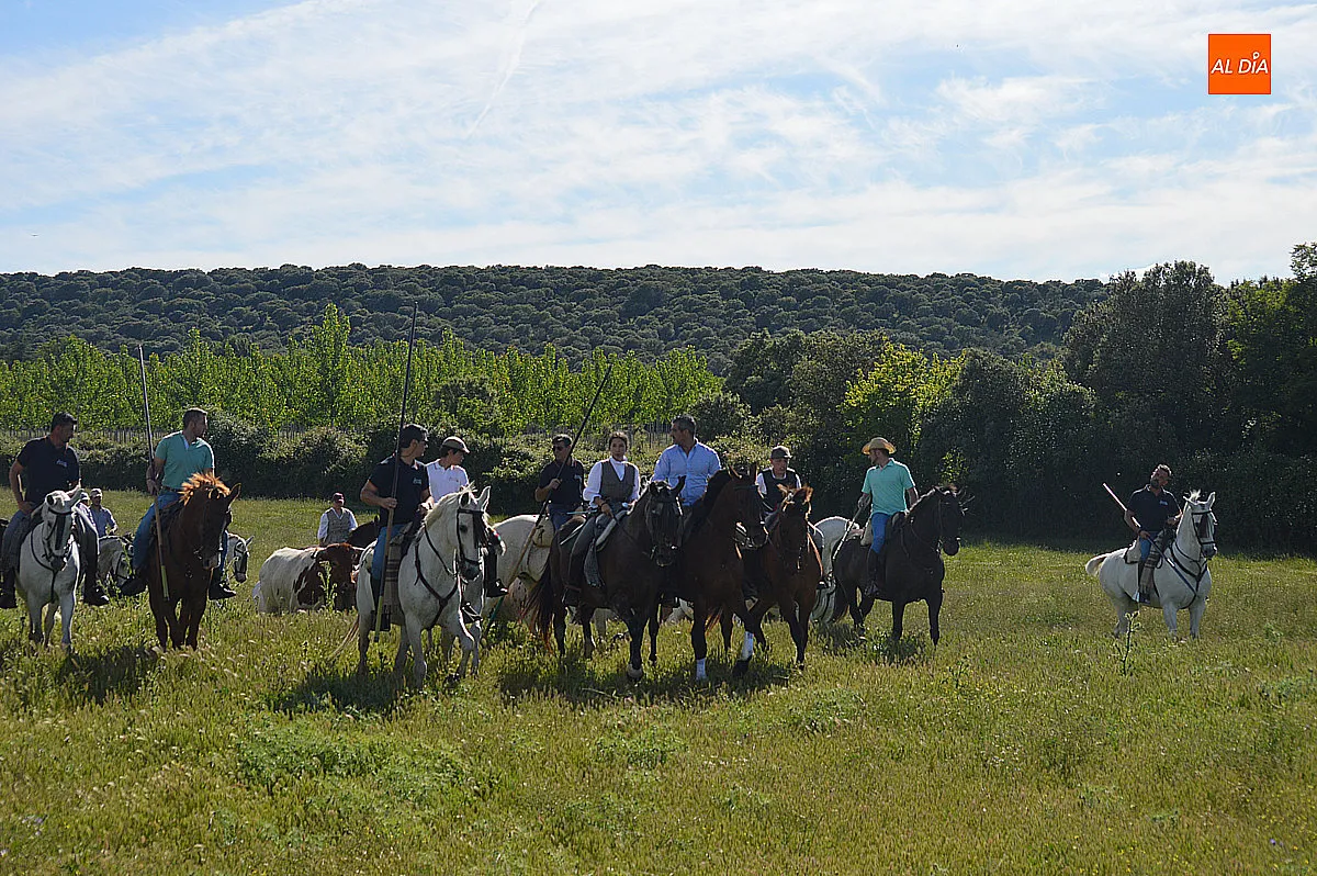 Foto 17 - &Aacute;gueda disfruta del tradicional paseo de bueyes en sus fiestas de San Isidro