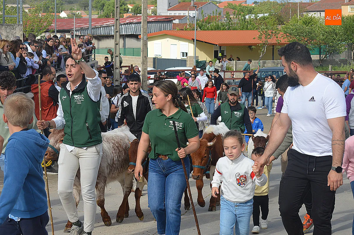 Festejos taurinos de las fiestas de Santa Cruz de Saelices el Chico 