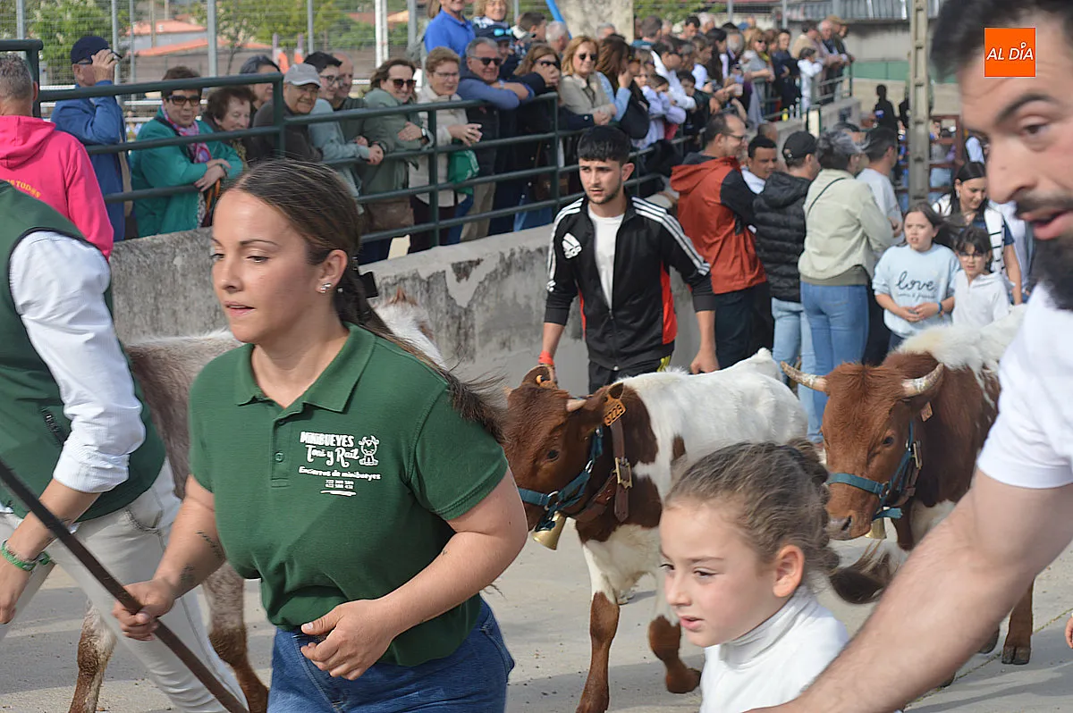 Festejos taurinos de las fiestas de Santa Cruz de Saelices el Chico 