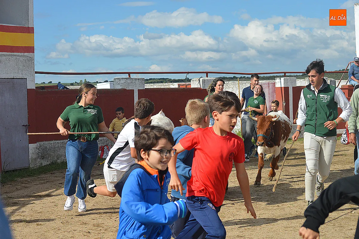 Festejos taurinos de las fiestas de Santa Cruz de Saelices el Chico 