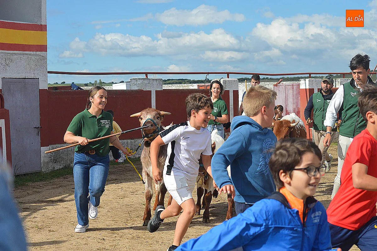 Festejos taurinos de las fiestas de Santa Cruz de Saelices el Chico 