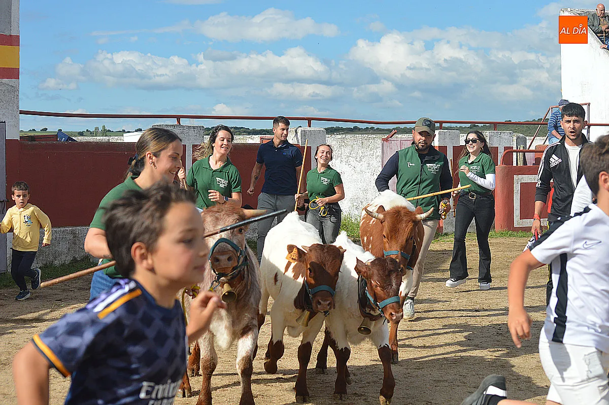 Festejos taurinos de las fiestas de Santa Cruz de Saelices el Chico 