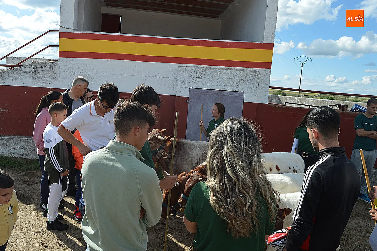 Festejos taurinos de las fiestas de Santa Cruz de Saelices el Chico 
