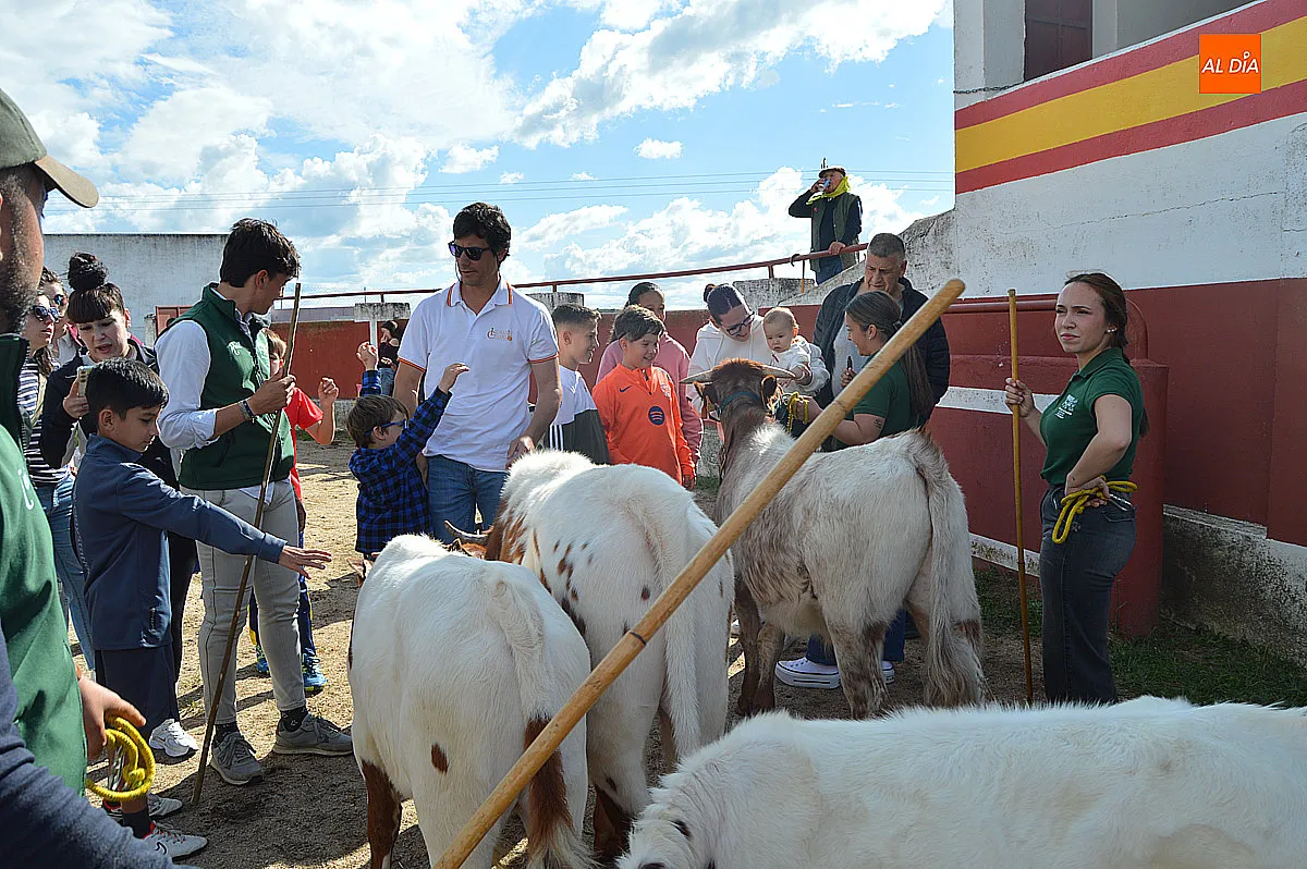 Festejos taurinos de las fiestas de Santa Cruz de Saelices el Chico 