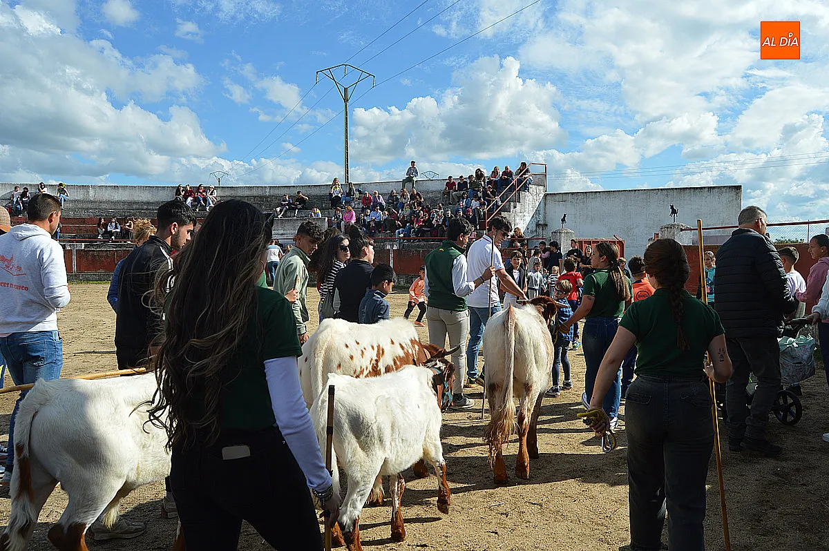 Festejos taurinos de las fiestas de Santa Cruz de Saelices el Chico 
