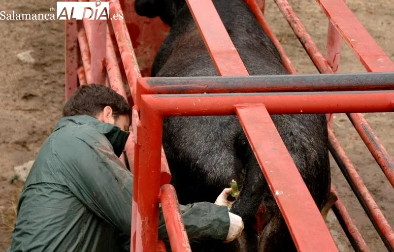 ASAJA denuncia el aumento de tuberculosis bovina en Salamanca