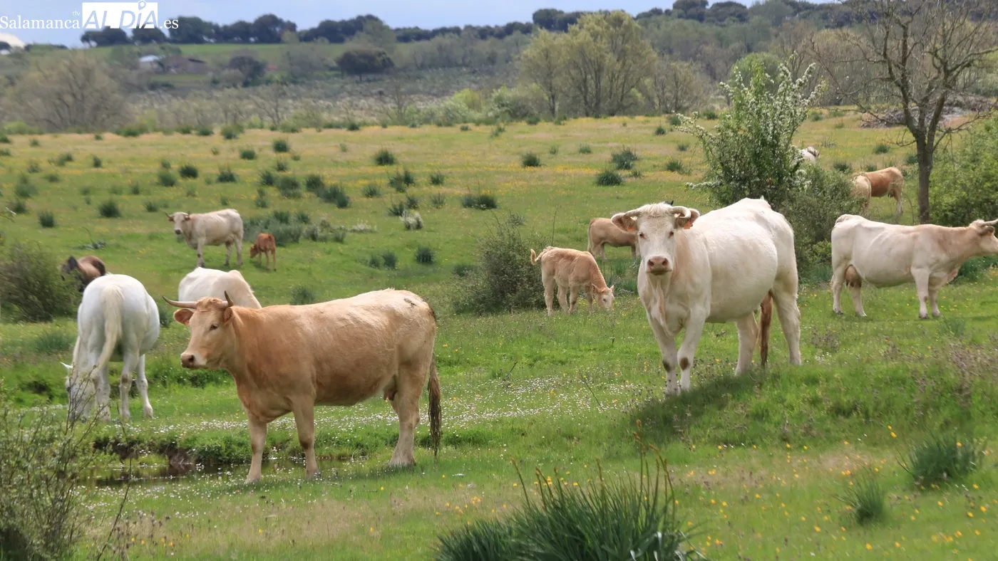 Ligero descenso del vacuno para cebo tras una nueva caída más pronunciada del precio de la carne