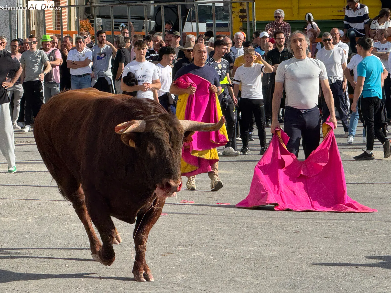 Foto 6 - Las calles de Cantalpino, llenas de afici&oacute;n para vivir un imponente IX Toro de San Isidro 