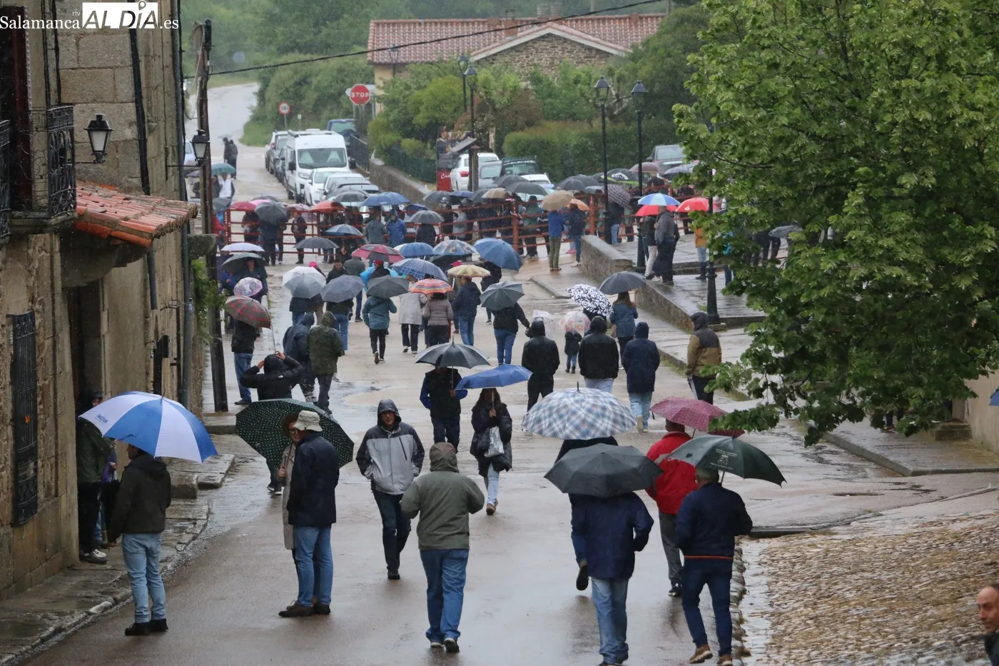 Primer encierro de las fiestas de El Noveno en San Felices de los Gallegos / CORRAL