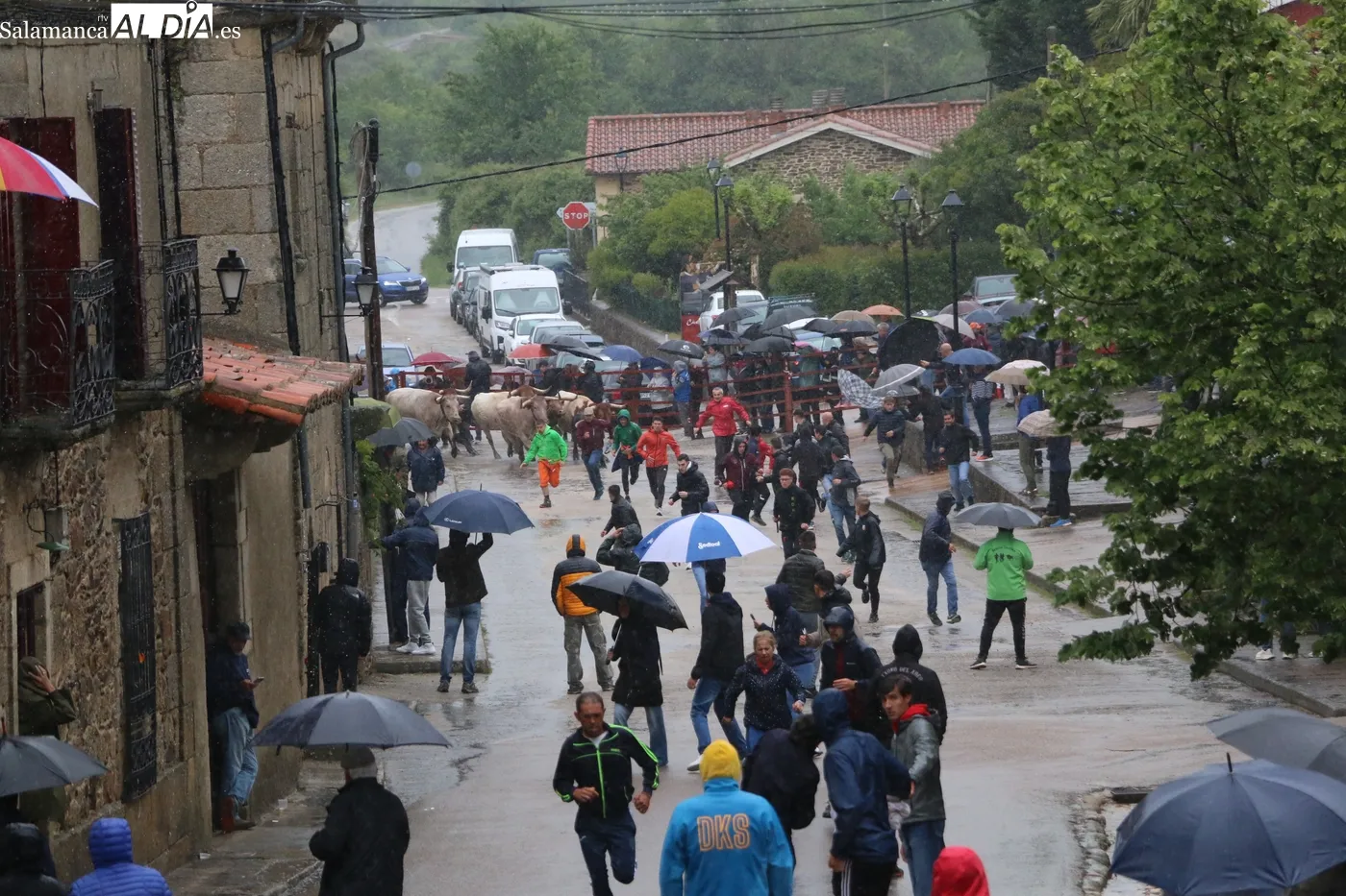 Primer encierro de las fiestas de El Noveno en San Felices de los Gallegos / CORRAL