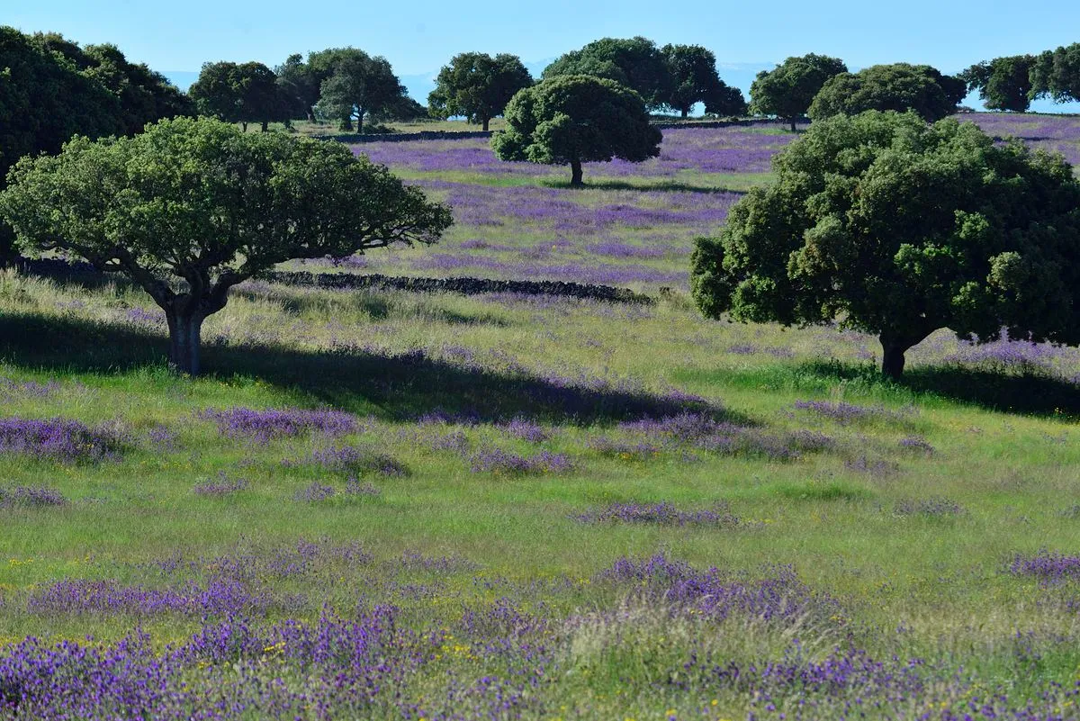 Monterrubio de la Sierra, Salamanca