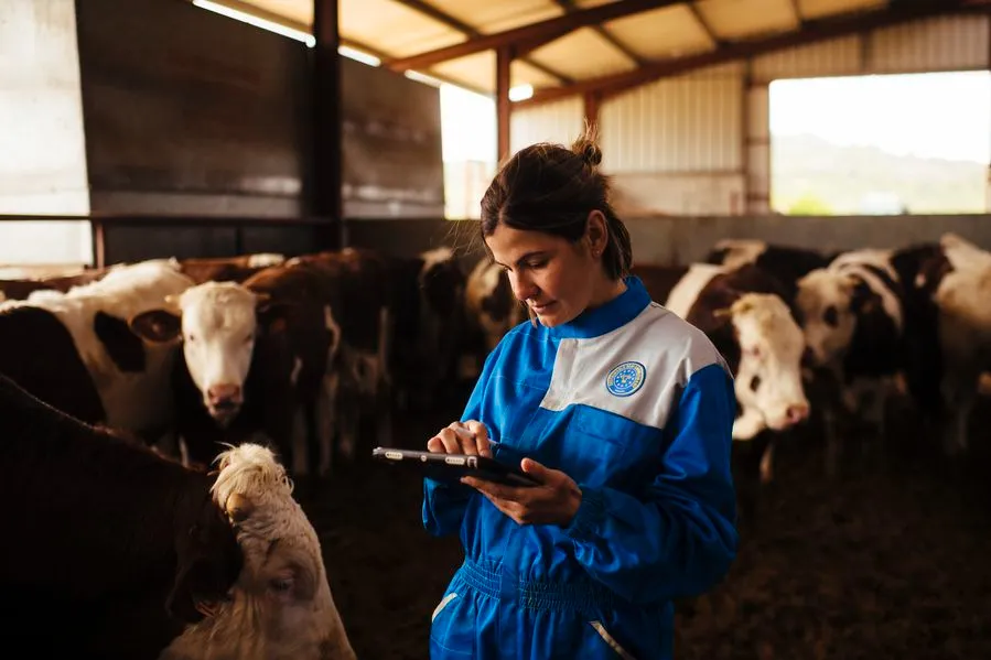 Provacuno lanza una aplicación web para medir la huella de carbono del vacuno de carne en España