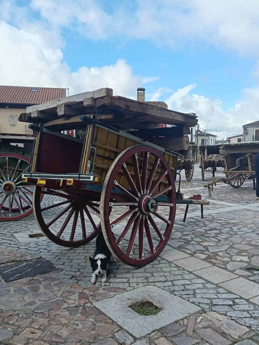 San Felices de los Gallegos cierra el coso con carros como hace 174 años
