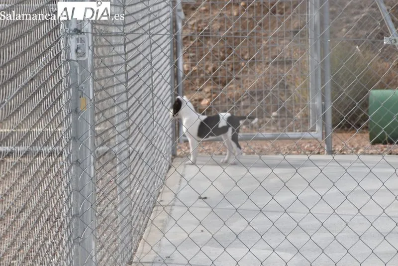 Salamanca rescata a cerca de 900 mascotas en tres años