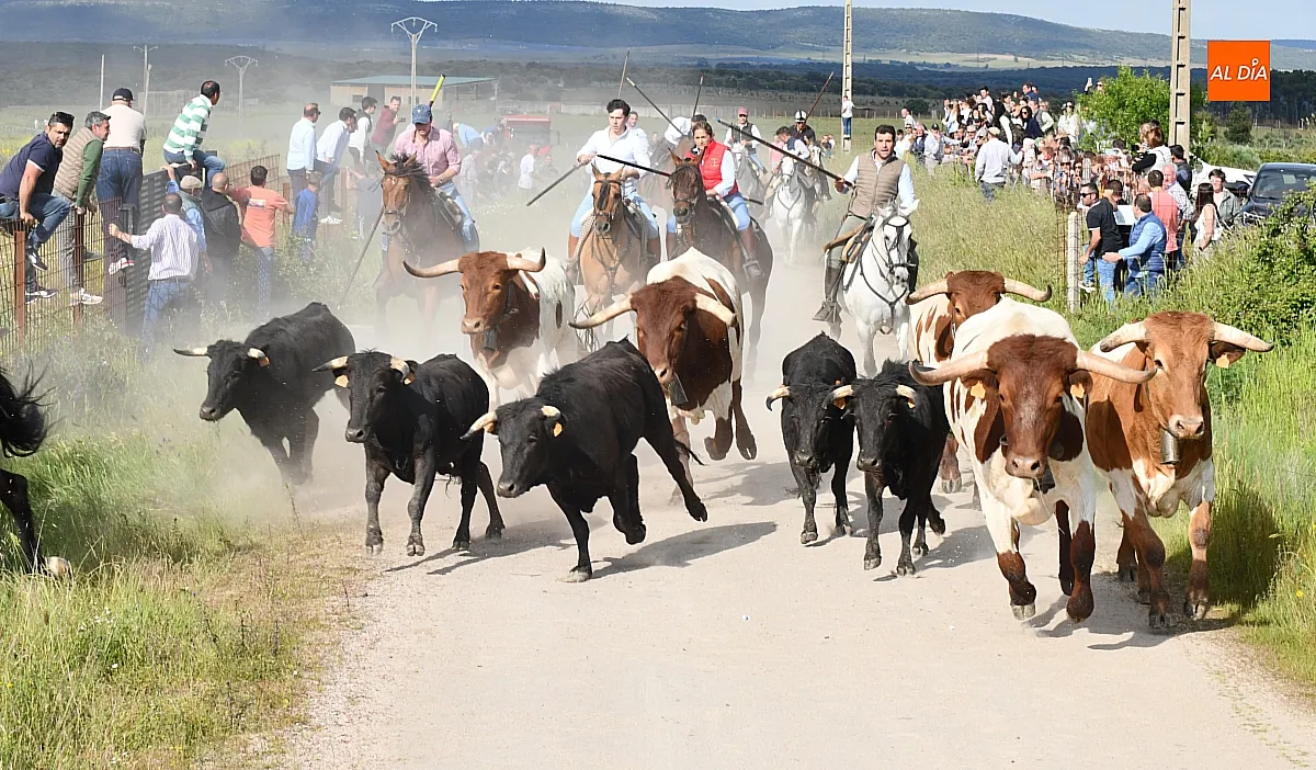 Fiestas de Carpio de Azaba 2026: programa de San Isidro