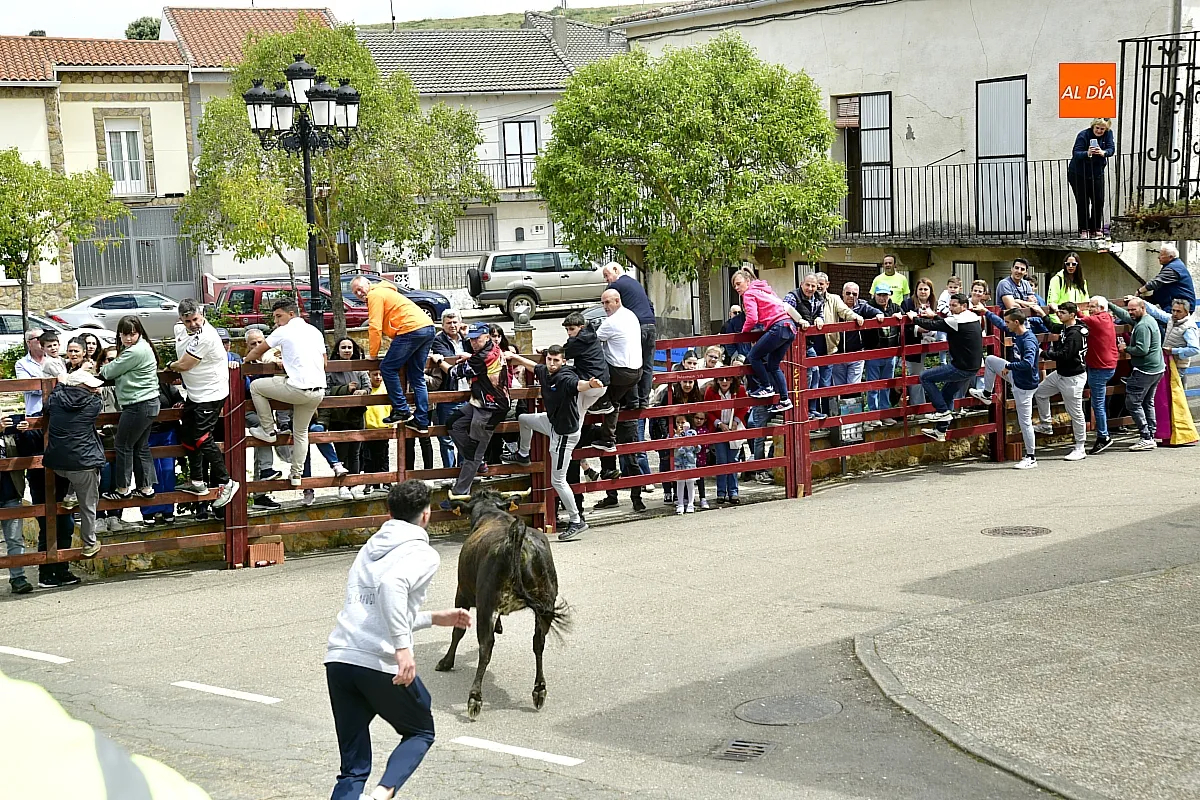 Encierro urbano en El Bodón