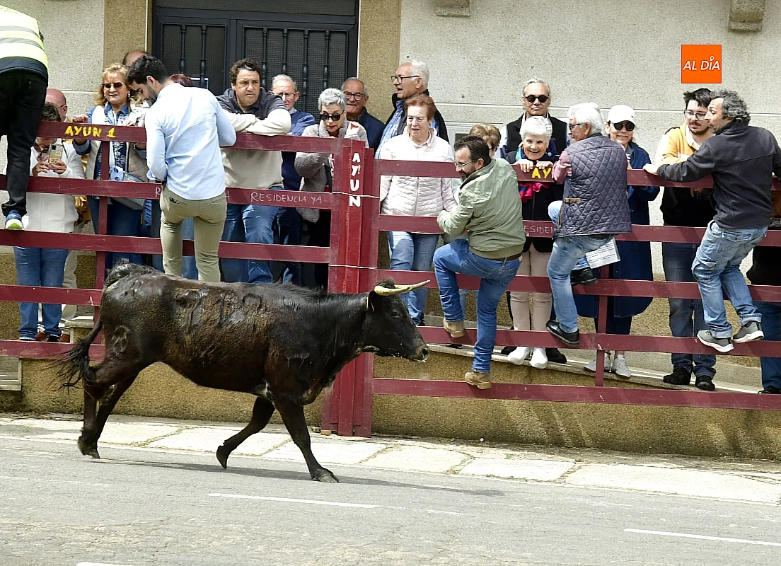 Encierro urbano en El Bodón