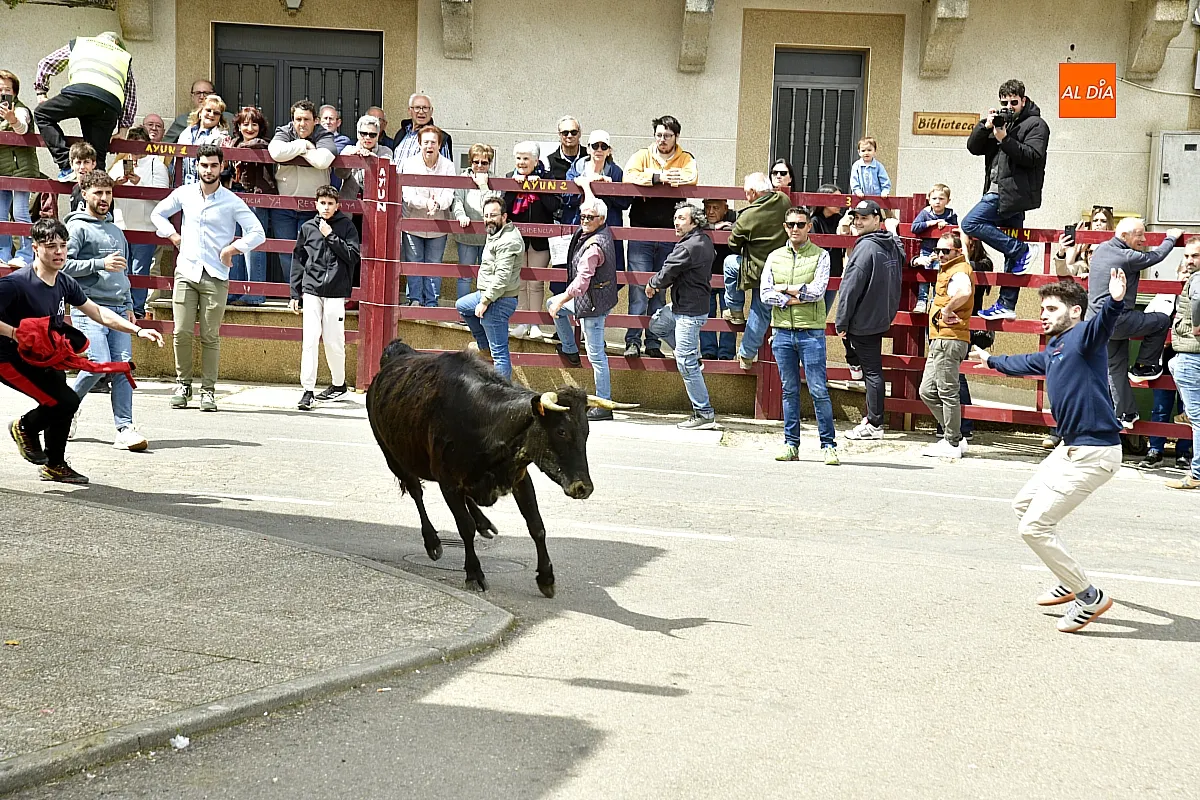 Encierro urbano en El Bodón