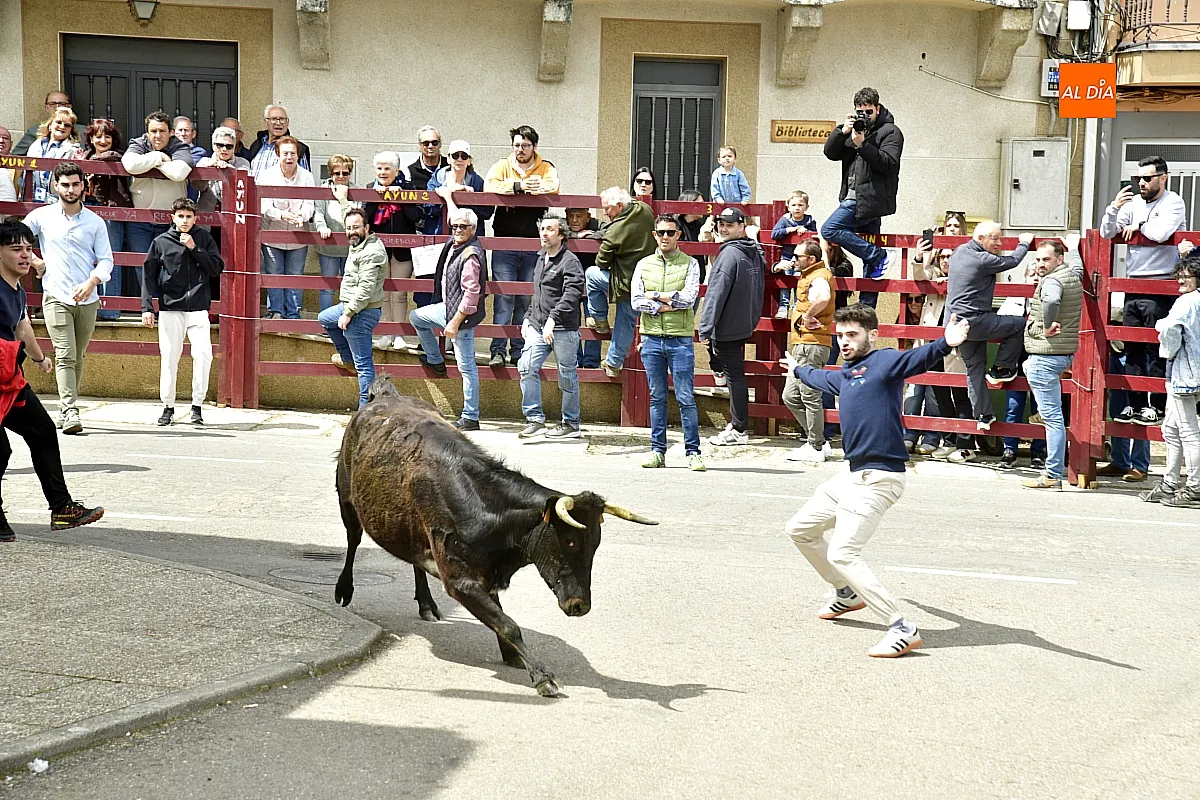 Encierro urbano en El Bodón