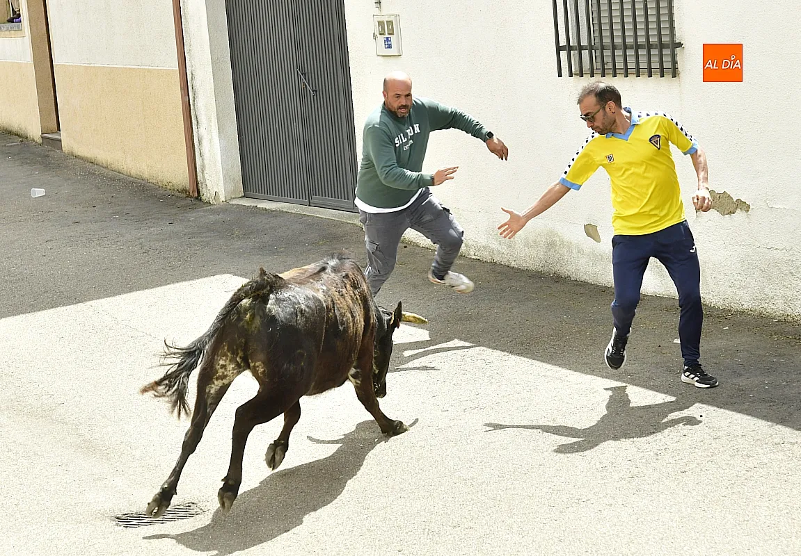 Encierro urbano en El Bodón