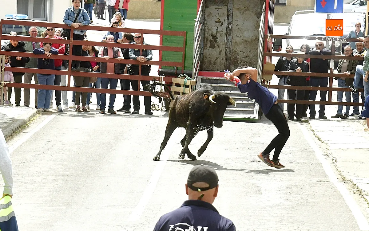 Encierro urbano en El Bodón