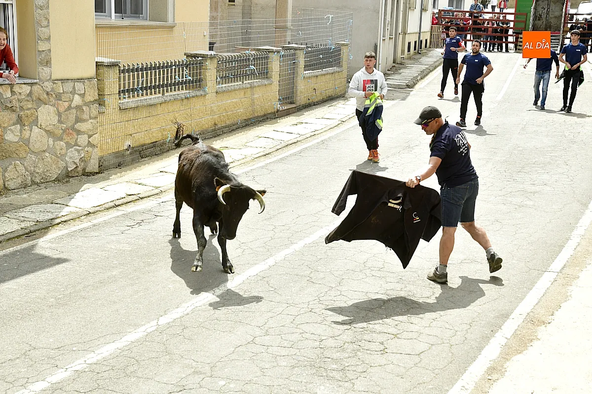Encierro urbano en El Bodón