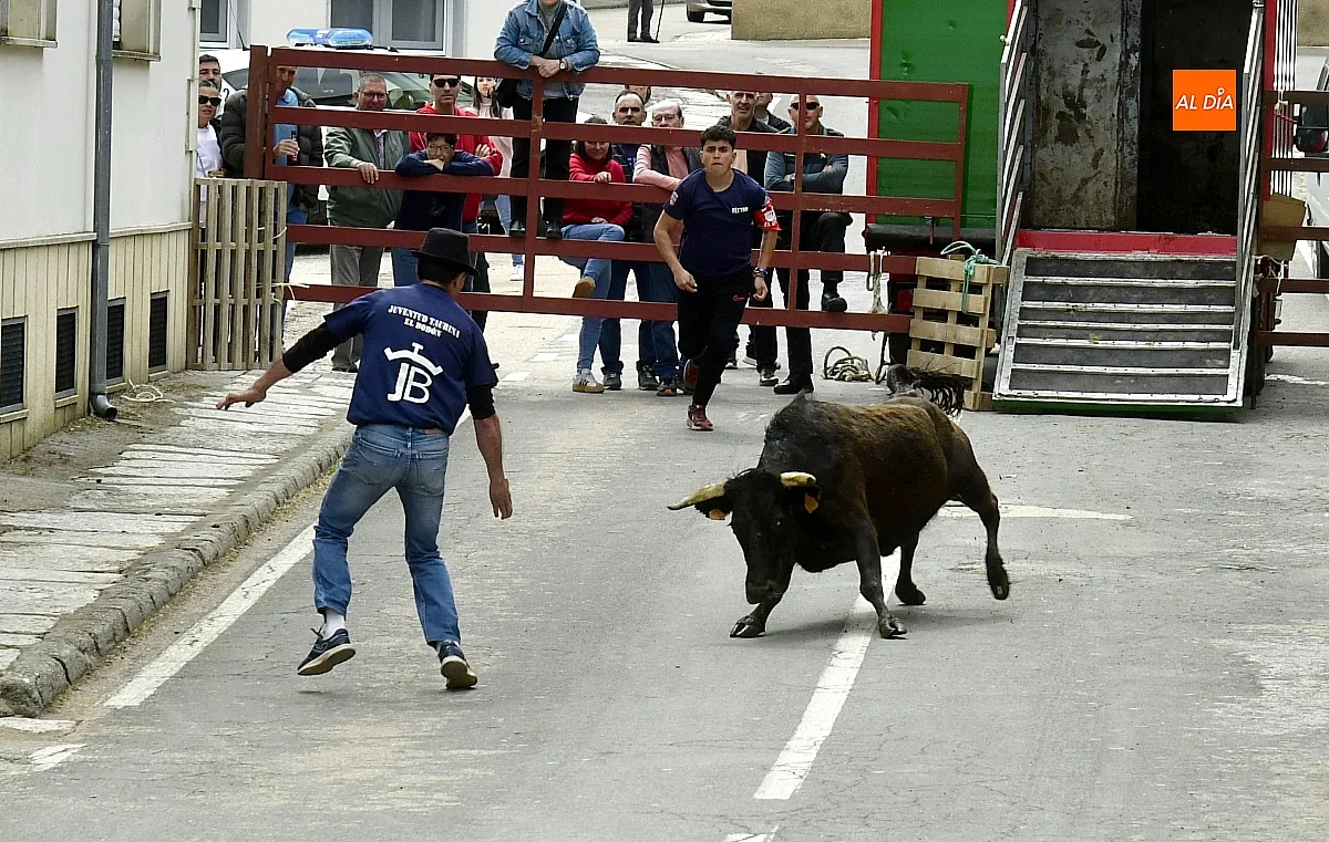 Encierro urbano en El Bodón