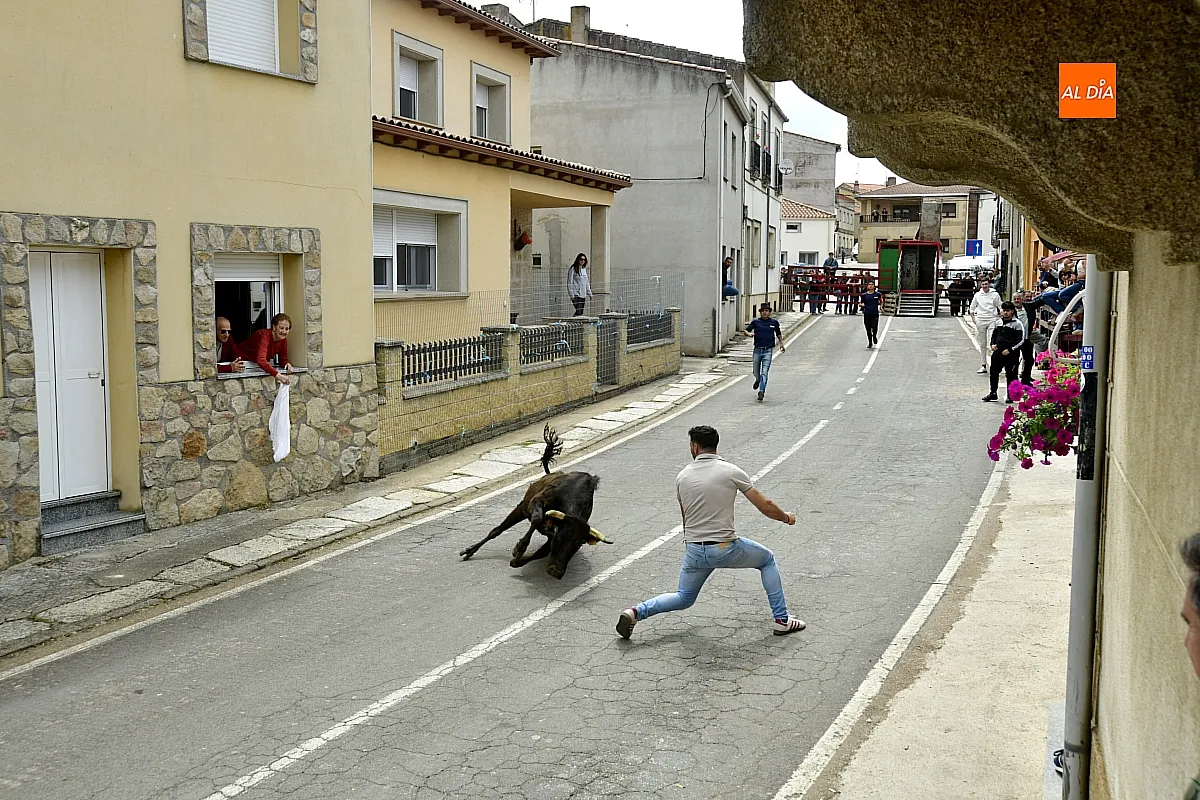 Encierro urbano en El Bodón