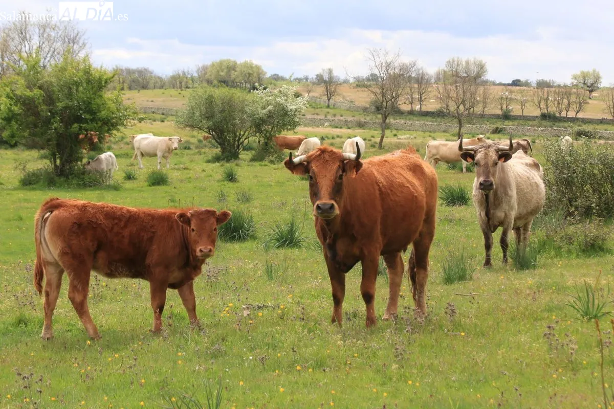 Crisis en el campo de Salamanca: costes y alertas sanitarias