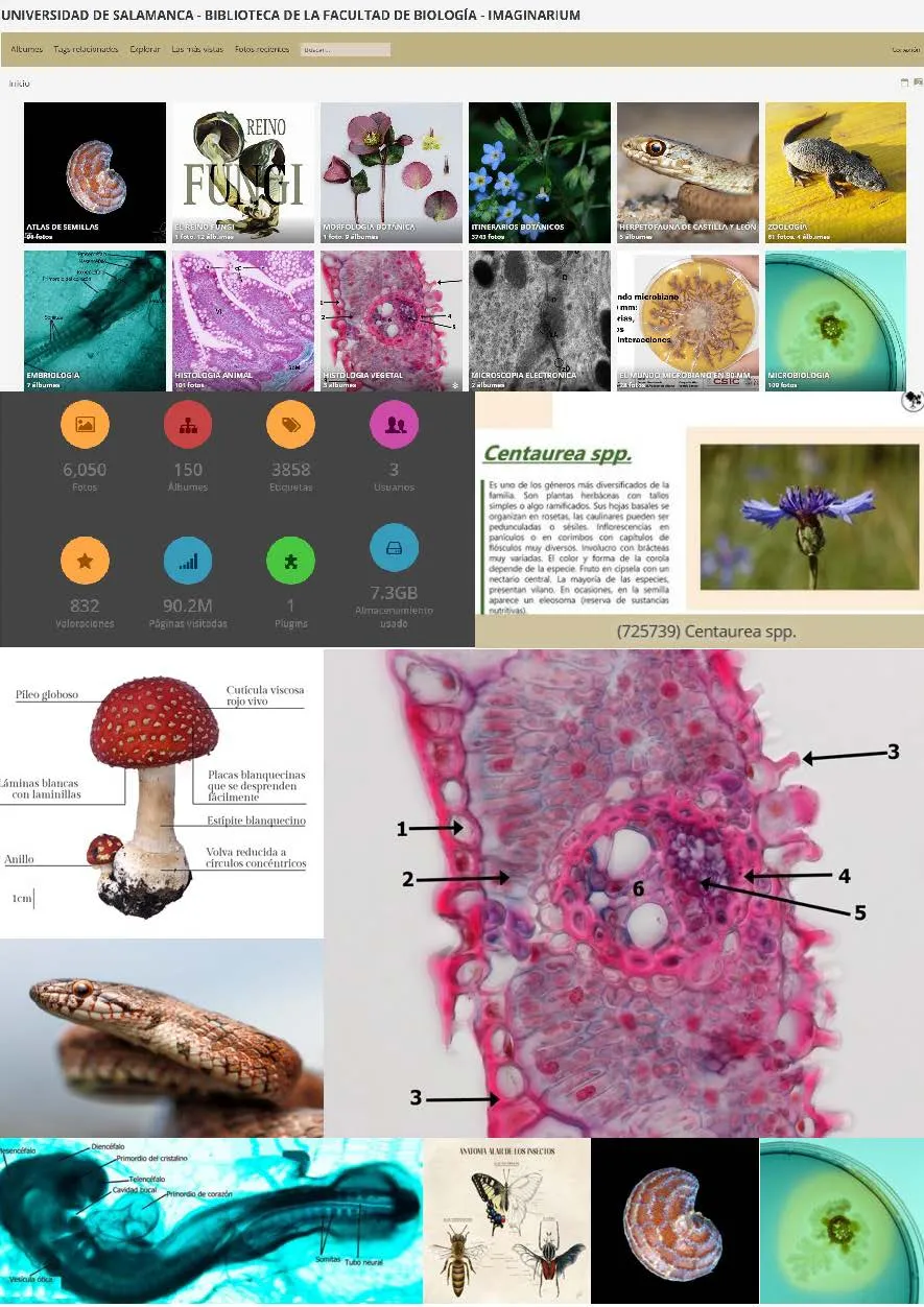 Foto 3 - El &eacute;xito internacional de la galer&iacute;a de Biolog&iacute;a de la USAL: alcanza los 90 millones de visualizaciones