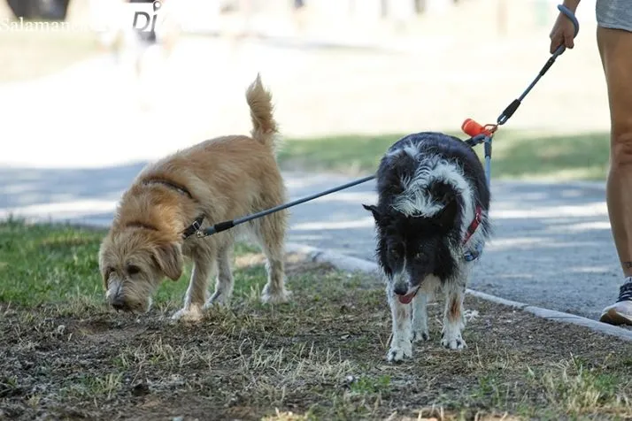 Salamanca educa contra el abandono animal en aulas y parques