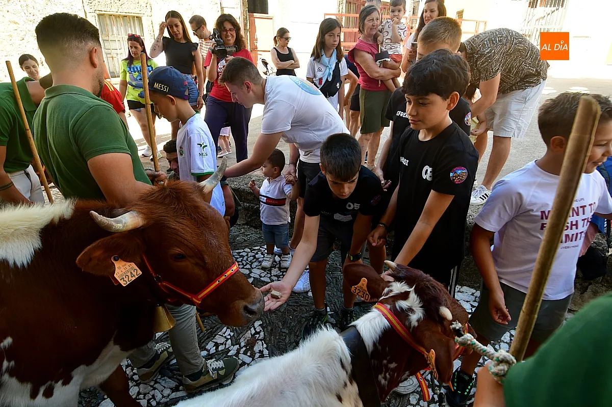 Encierro infantil con minibueyes Navasfrías