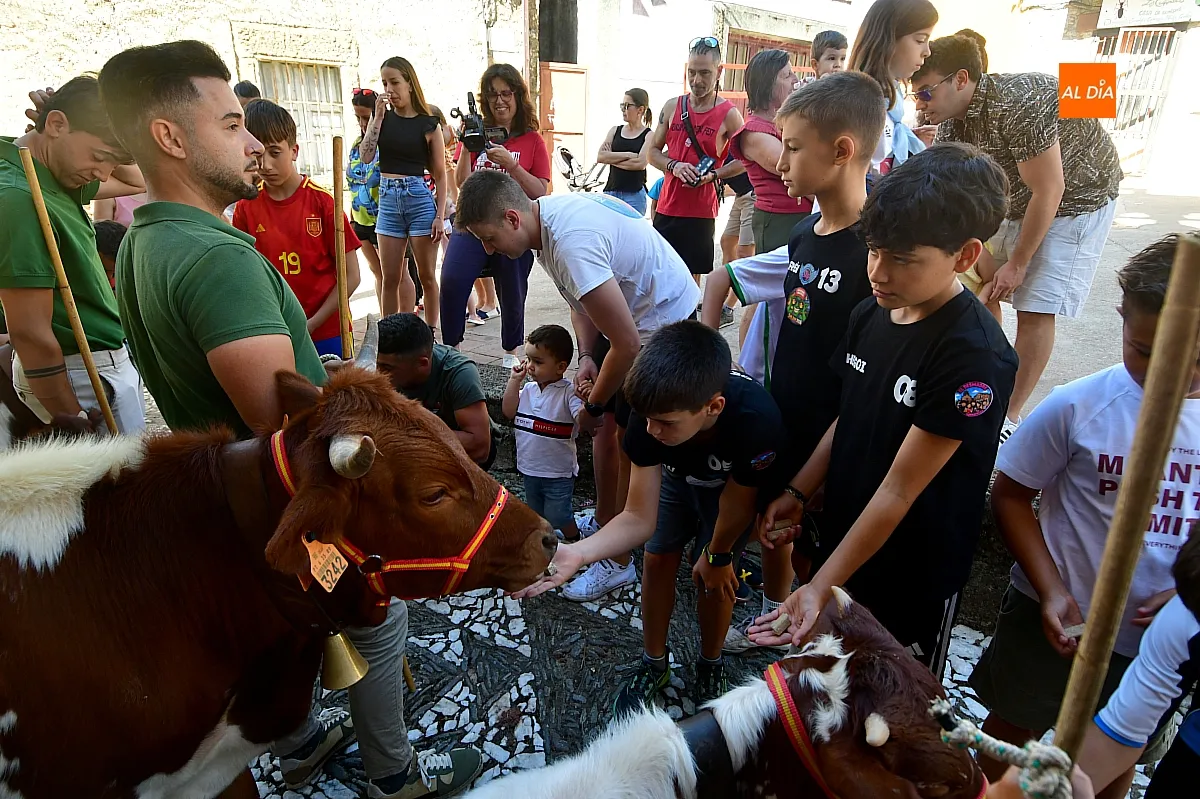 Encierro infantil con minibueyes Navasfrías
