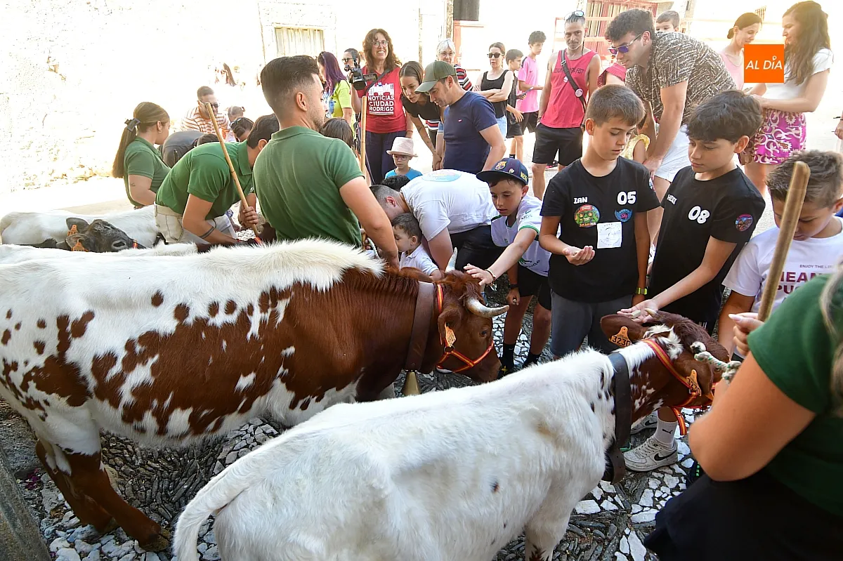 Encierro infantil con minibueyes Navasfrías