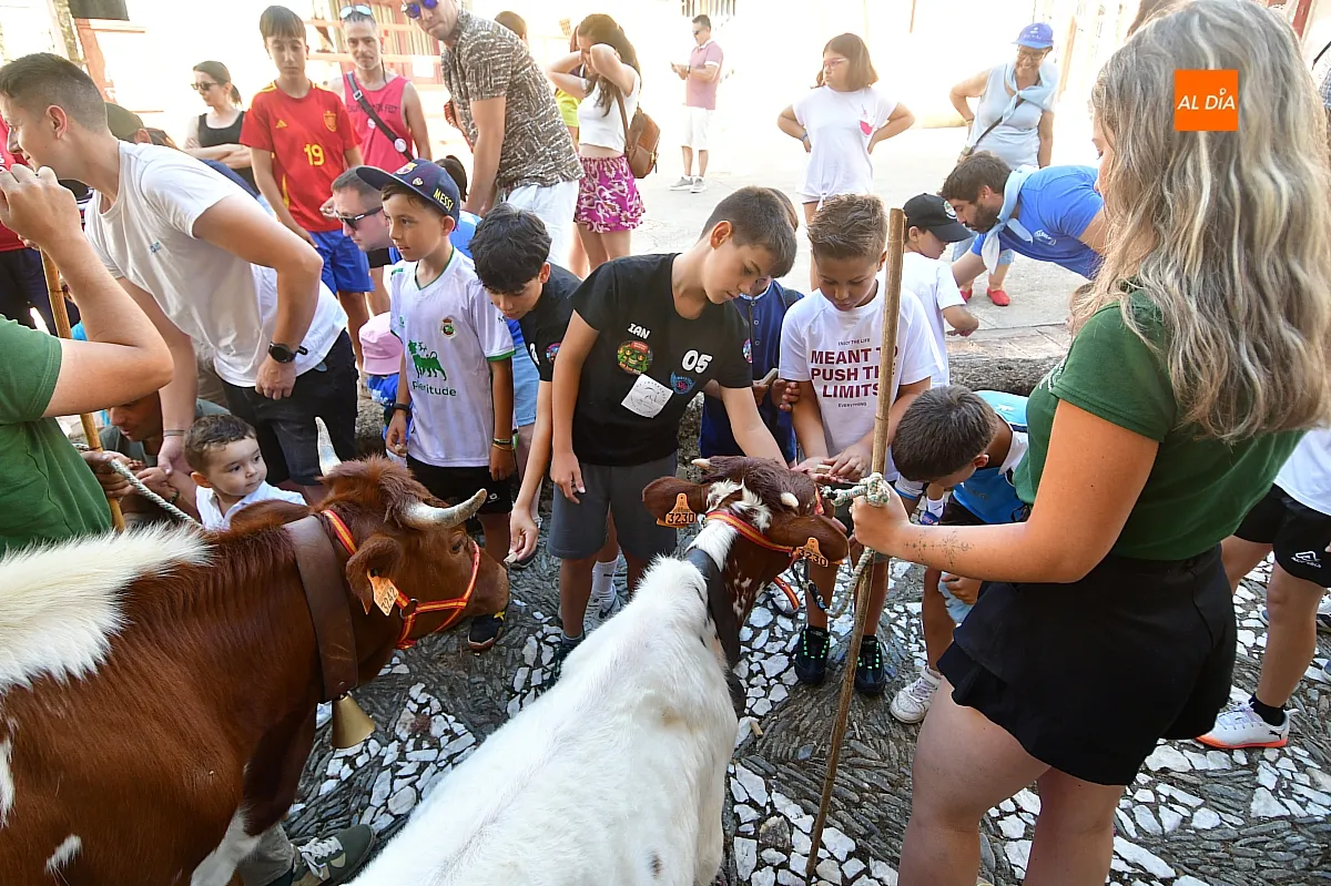 Encierro infantil con minibueyes Navasfrías