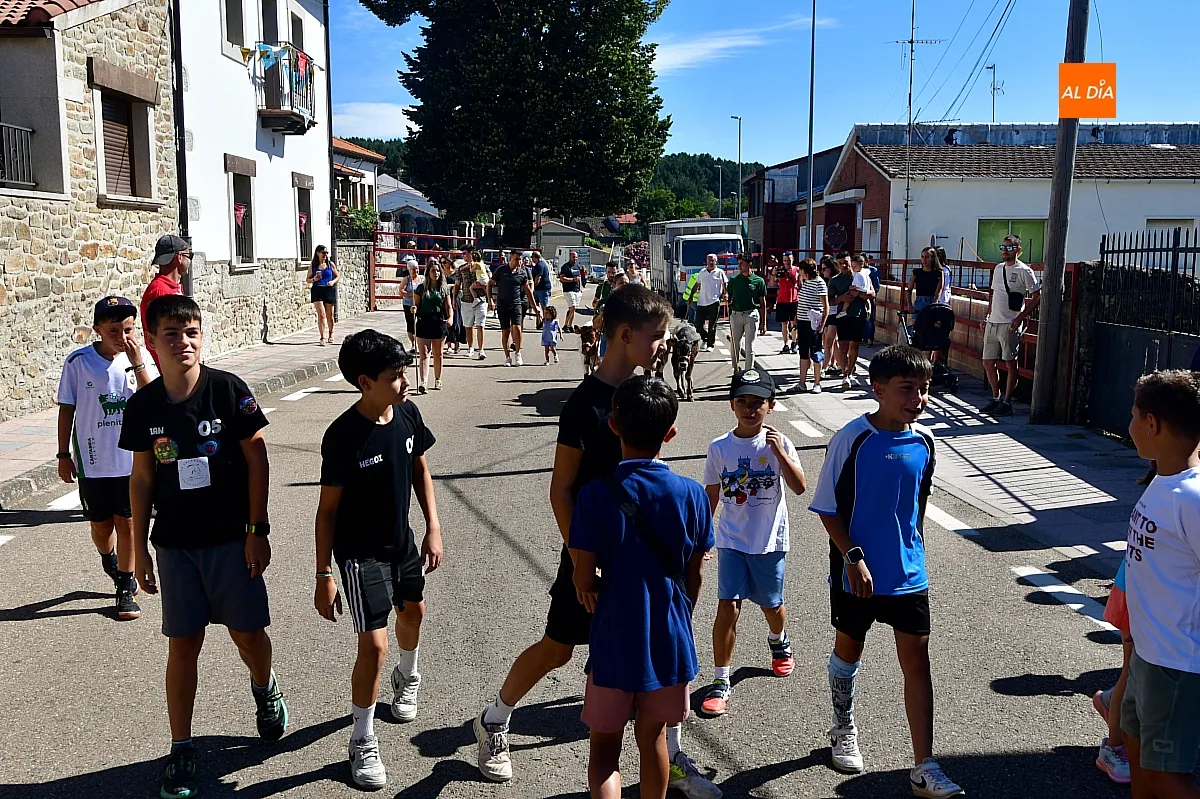 Encierro infantil con minibueyes Navasfrías