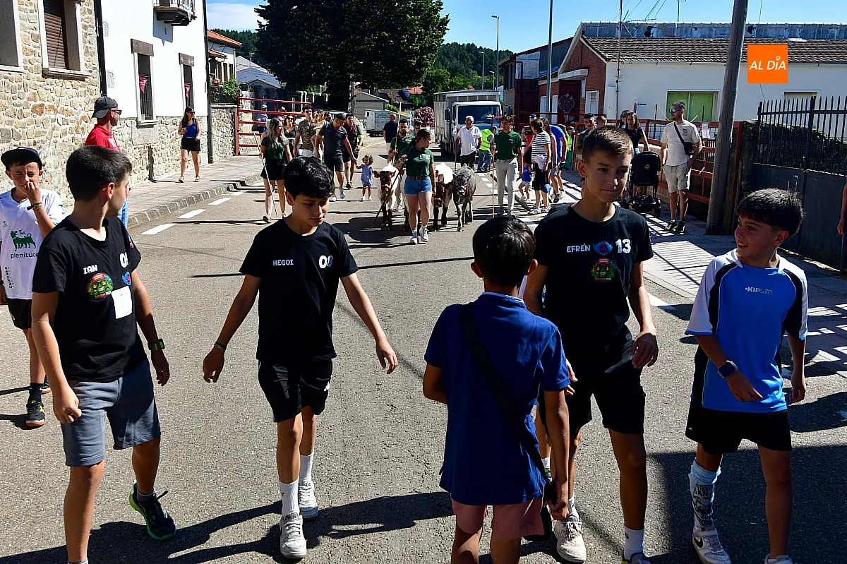 Encierro infantil con minibueyes Navasfrías