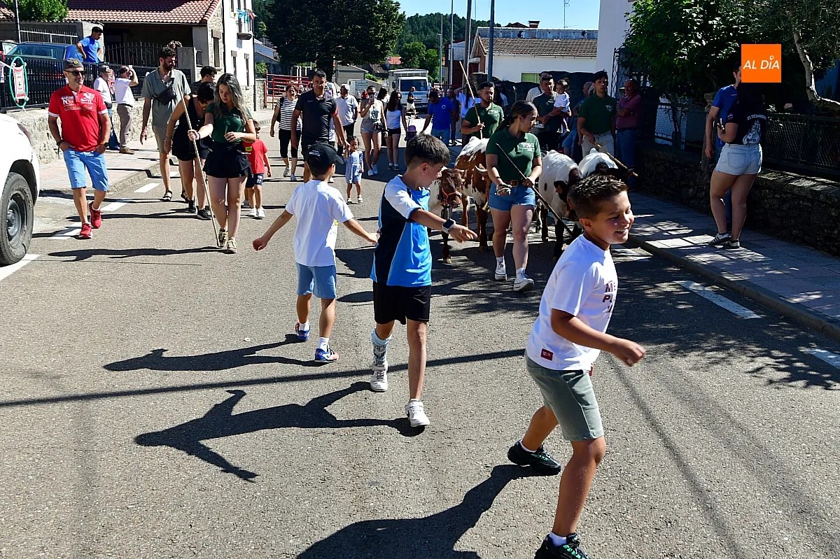 Encierro infantil con minibueyes Navasfrías
