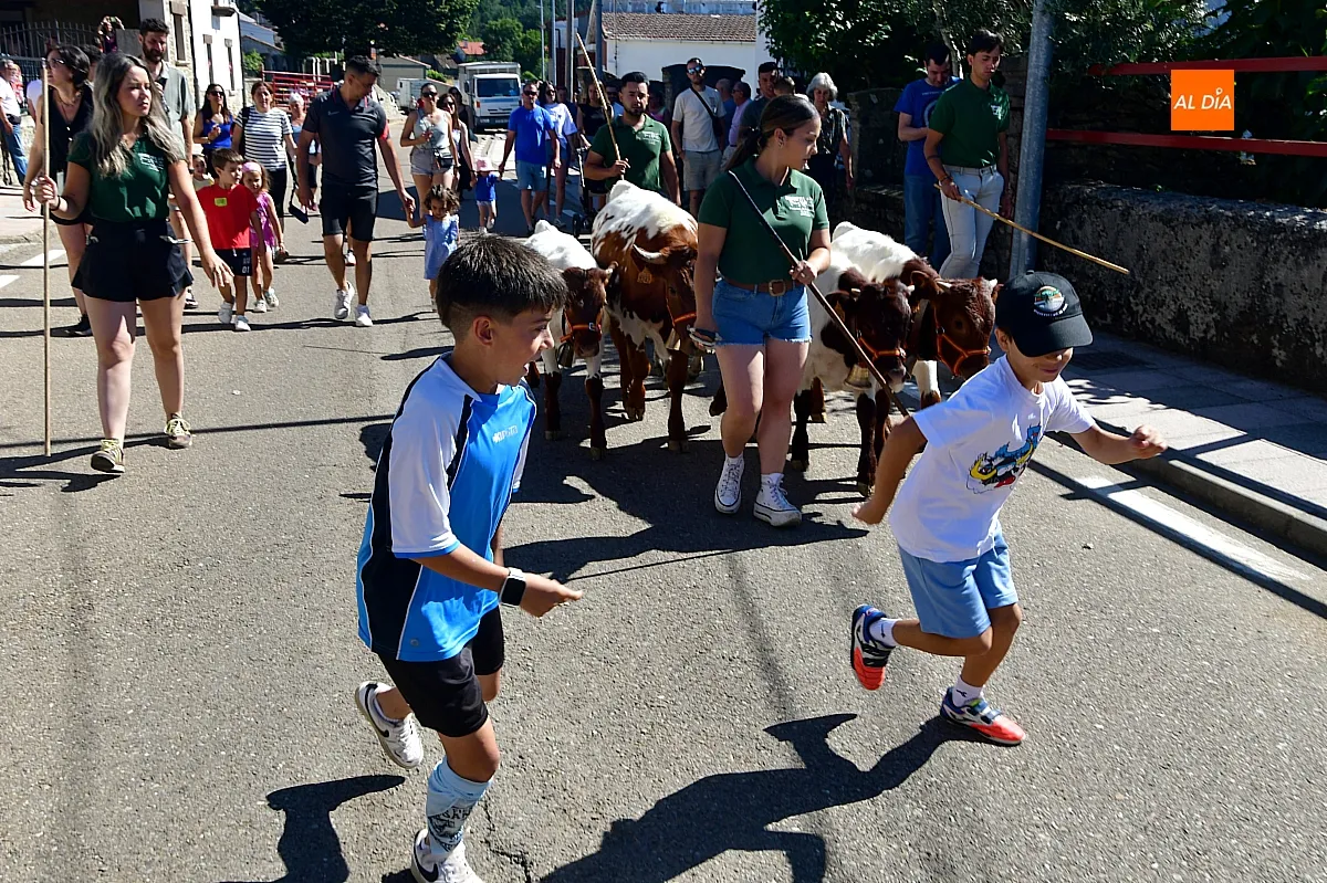 Encierro infantil con minibueyes Navasfrías