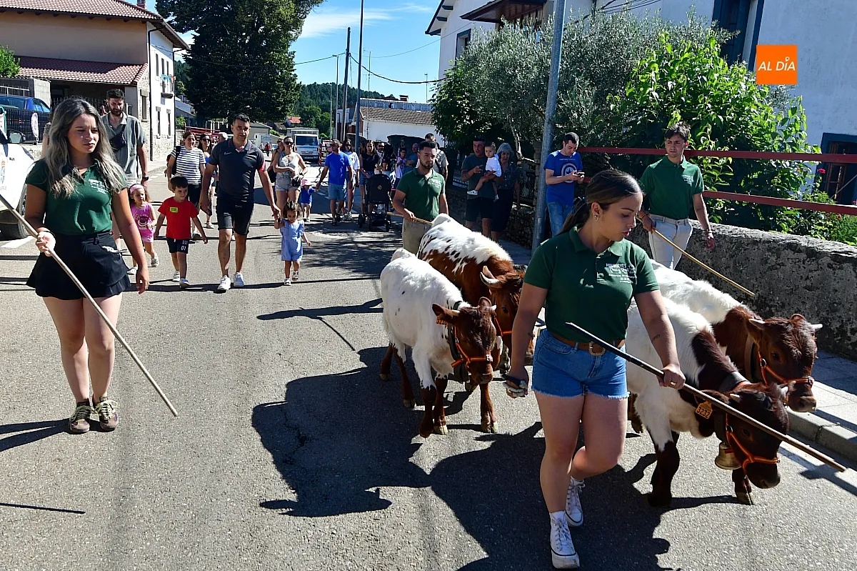 Encierro infantil con minibueyes Navasfrías