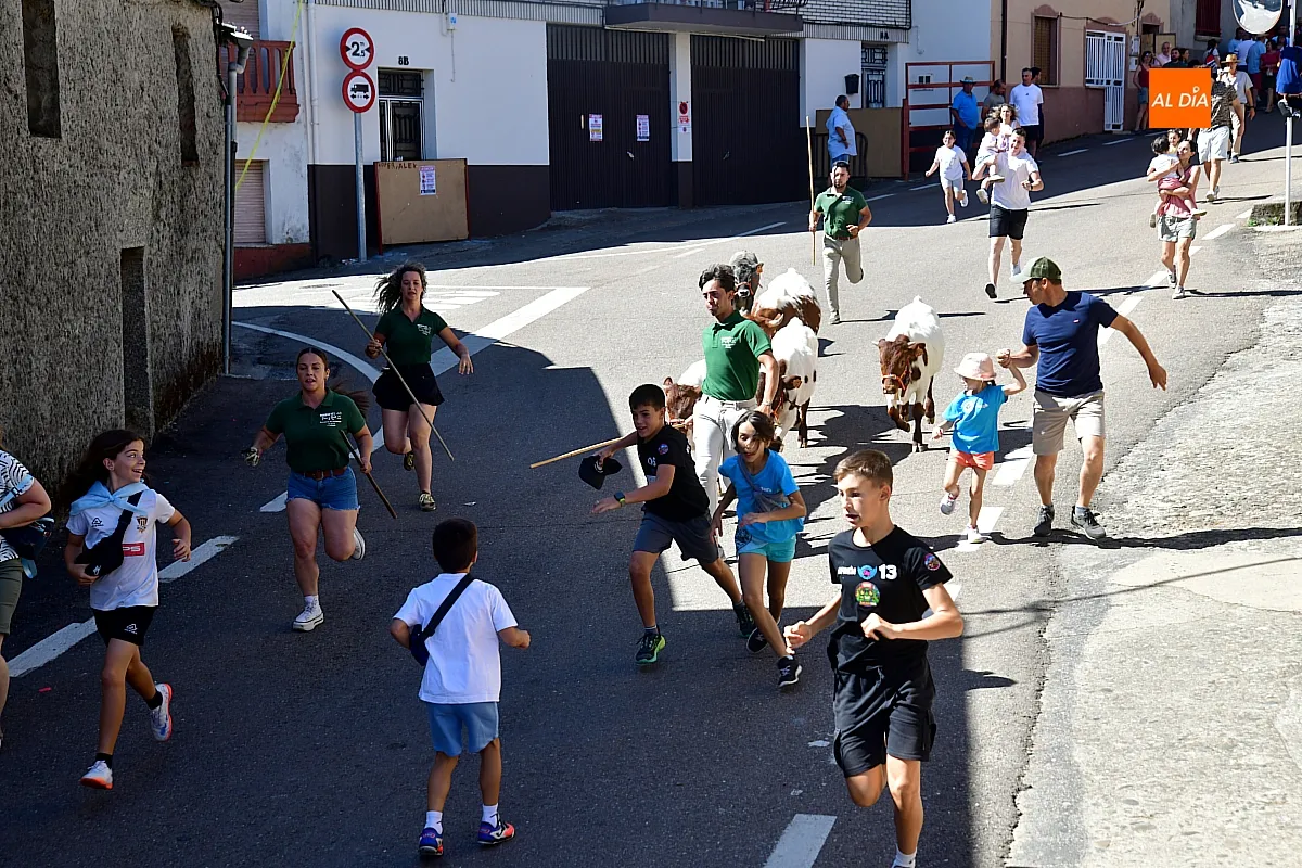 Encierro infantil con minibueyes Navasfrías