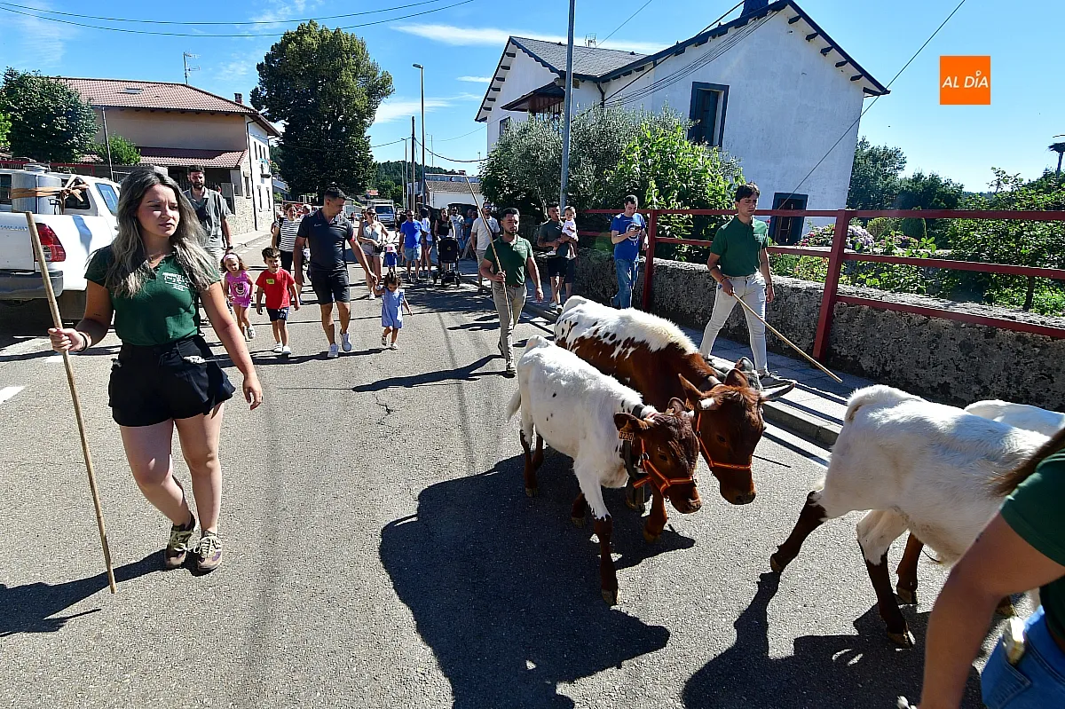 Encierro infantil con minibueyes Navasfrías
